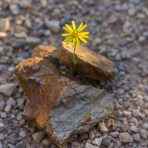 Transforming Heartbreak into Action