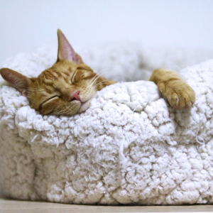 Sleep Hygiene